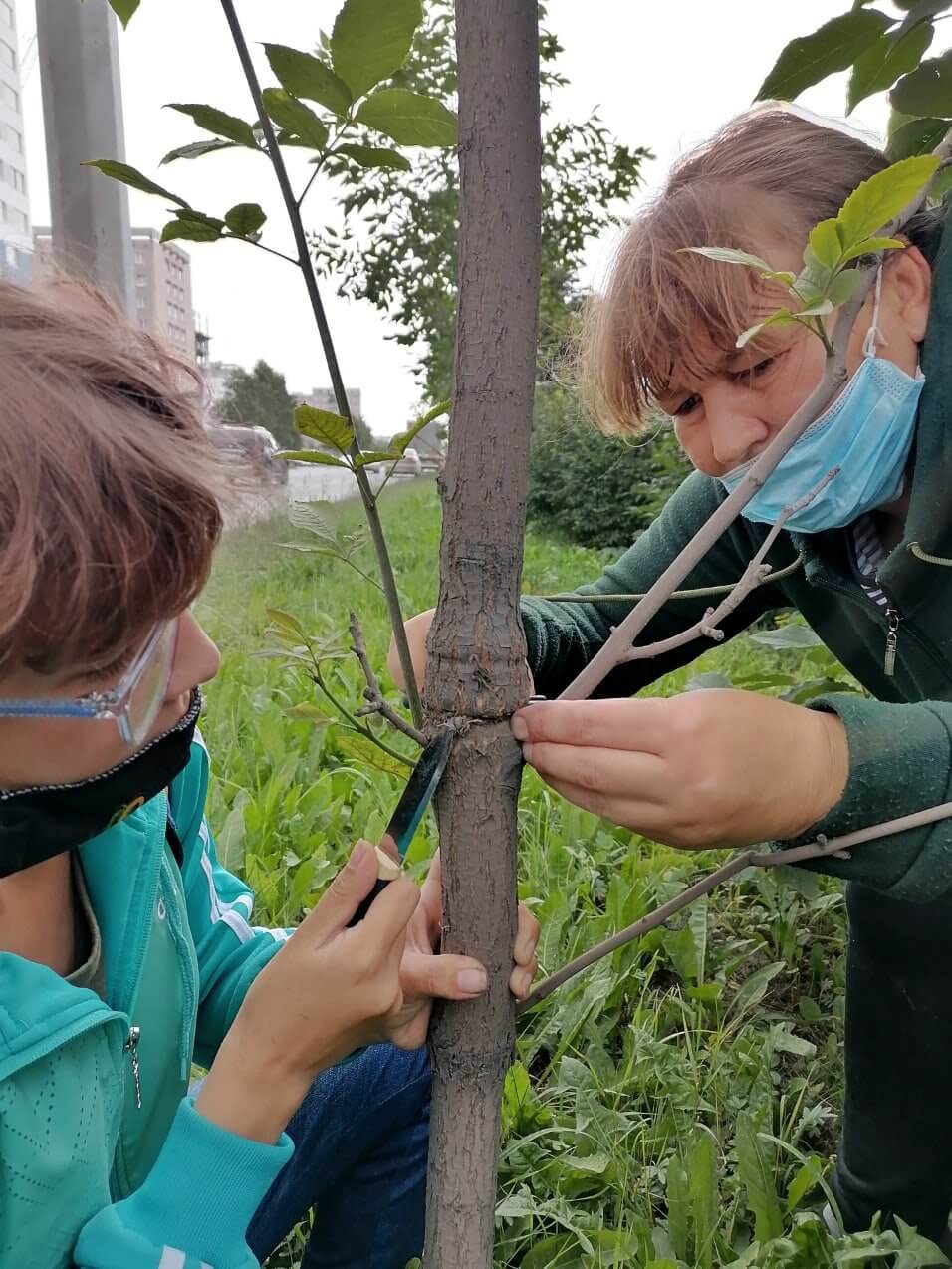 Trees In Pervouralsk Saved By Activists 2
